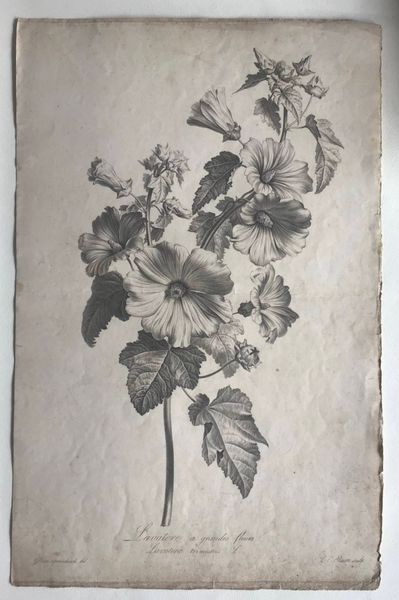 Image du produit Gerard van Spaendonck. Lavatere à grandes fleurs.