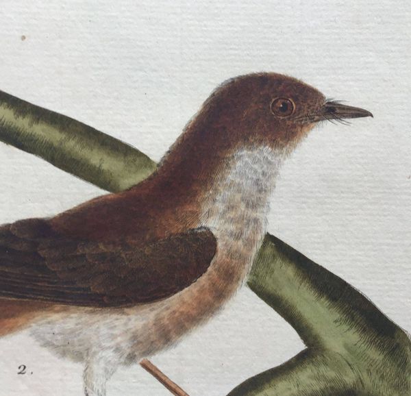 Productafbeelding Gobe-Mouche huppé et Gobe-Mouche brun, de la Martinique.
