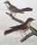 Product Gobe-Mouche huppé et Gobe-Mouche brun, de la Martinique. miniatuur