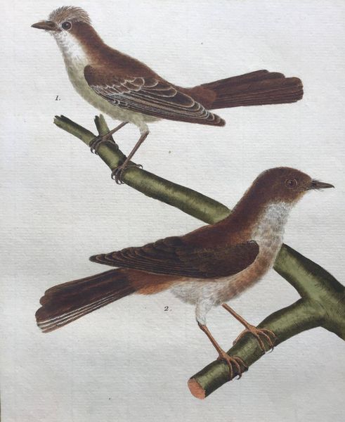 Productafbeelding Gobe-Mouche huppé et Gobe-Mouche brun, de la Martinique.