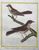 Product Gobe-Mouche huppé et Gobe-Mouche brun, de la Martinique. miniatuur