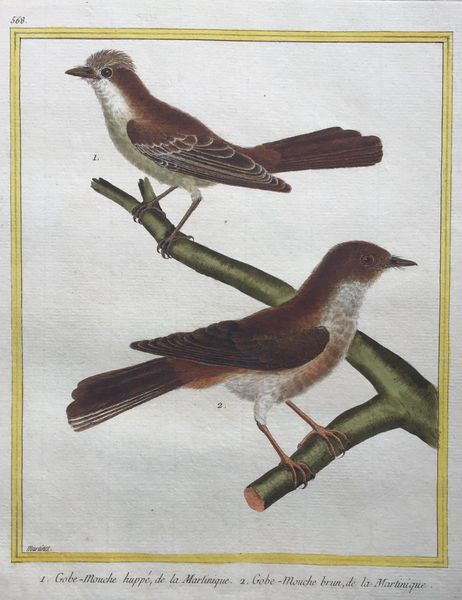 Productafbeelding Gobe-Mouche huppé et Gobe-Mouche brun, de la Martinique.