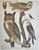 Product Great Horned Owl & all. miniatuur