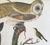 Product Great Horned Owl & all. miniatuur