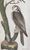 Product Great Horned Owl & all. miniatuur