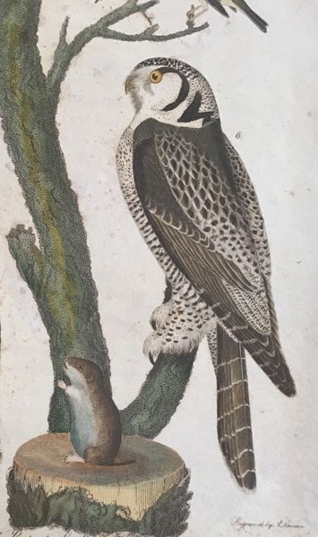 Productafbeelding Great Horned Owl & all.