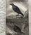 Product Histoire naturelle de Buffon. Bernard an VIII. thumbnail