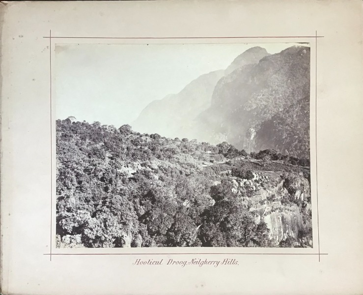 Productafbeelding Inde. Hoolicul Droog. Neilgherry Hills.