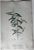 Product Indigofera. P.J. Redouté. thumbnail