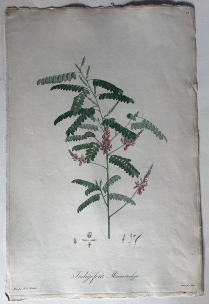 Product image Indigofera. P.J. Redouté.