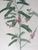 Product Indigofera. P.J. Redouté. thumbnail