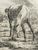Product Jean Daniel Huber. Etudes d'animaux. 6 planches dont la planche de titre. miniatuur