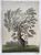 Product Johann Friedrich Helmsdorf. Un saule remarquable. thumbnail