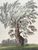 Product Johann Friedrich Helmsdorf. Un saule remarquable. thumbnail