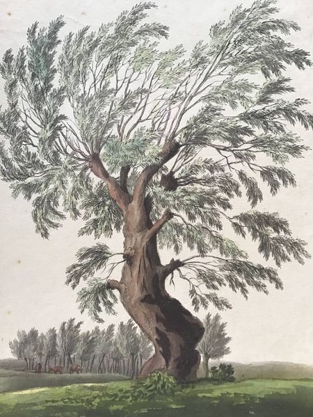 Product image Johann Friedrich Helmsdorf. Un saule remarquable.
