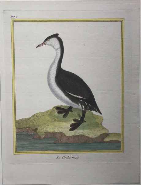 Image du produit Le Grebe hupé.
