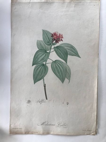 Productafbeelding Melastoma cymosa. Pierre Joseph Redouté.