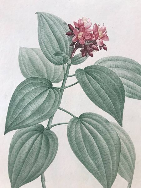 Productafbeelding Melastoma cymosa. Pierre Joseph Redouté.