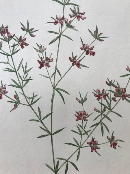 Productafbeelding Mirbelia reticulata. Pierre Joseph Redouté.