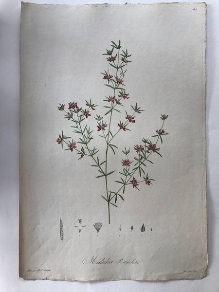 Productafbeelding Mirbelia reticulata. Pierre Joseph Redouté.