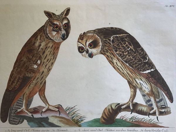 Productafbeelding Noctua aurita & auribus. P. Paillou et J.J. Haid.