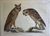 Product Noctua aurita & auribus. P. Paillou et J.J. Haid. miniatuur