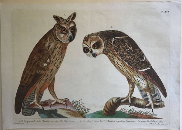 Productafbeelding Noctua aurita & auribus. P. Paillou et J.J. Haid.