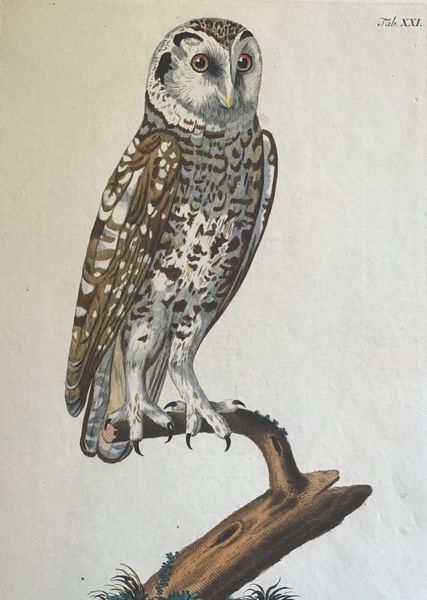 Productafbeelding Noctua minor, s. passerina. P. Paillou et J.J. Haid.