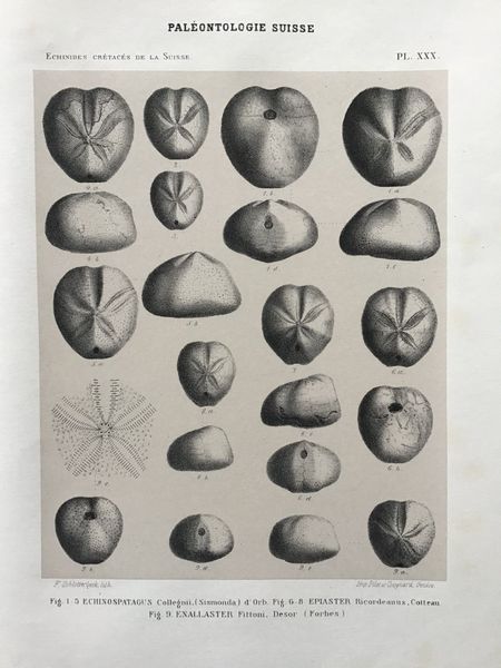 Produktbild P. de Loriol. Description des oursins fossiles de la Suisse.