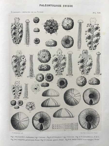 Produktbild P. de Loriol. Description des oursins fossiles de la Suisse.