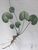 Produktminiatur Parnassia. P.J. Redouté.