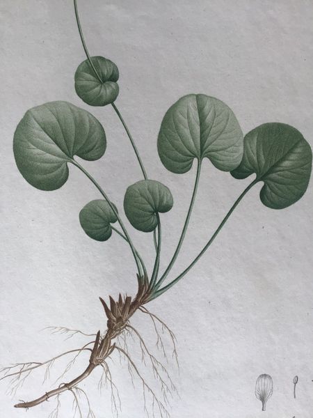 Produktbild Parnassia. P.J. Redouté.