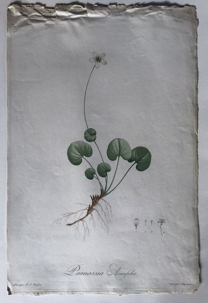 Produktbild Parnassia. P.J. Redouté.
