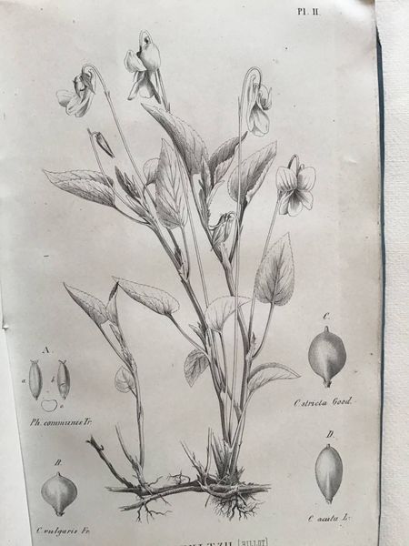 Image du produit Paul-Constant Billot. Flore.