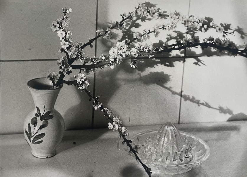 Image du produit Prunellier, Paimpol avril 1978