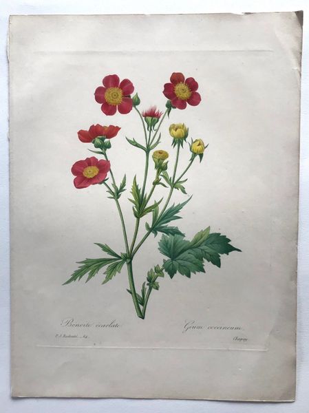 Product image Redouté. Benoite écarlate.