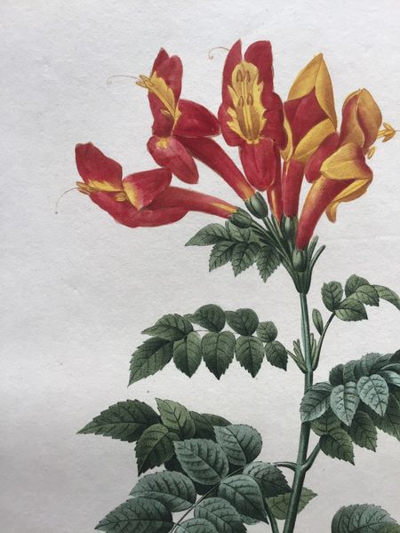 Produktbild Redouté. Bigonia Capensis.
