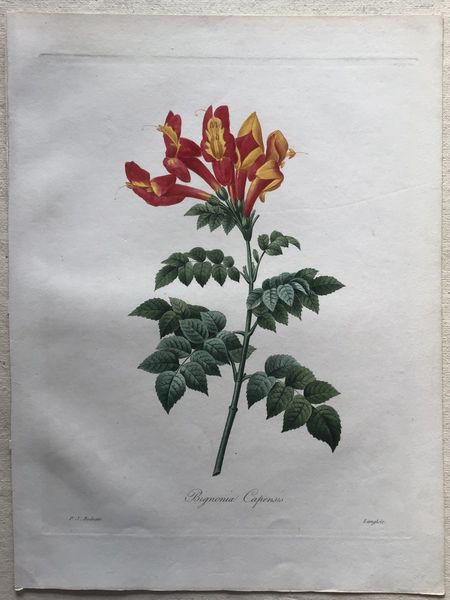 Produktbild Redouté. Bigonia Capensis.