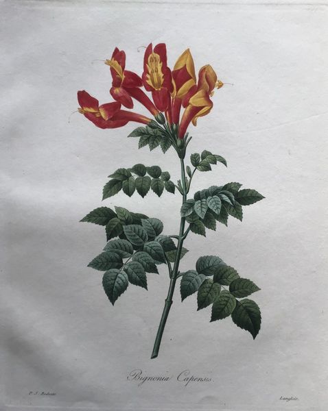Produktbild Redouté. Bigonia Capensis.