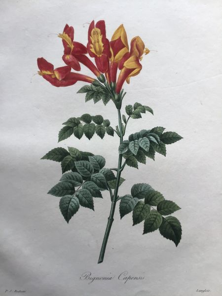 Produktbild Redouté. Bigonia Capensis.
