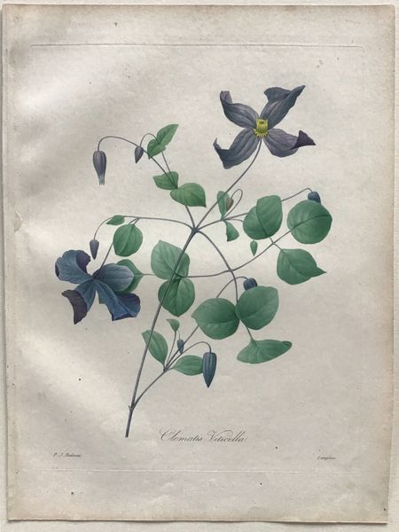 Image du produit Redouté. Clematis Viticella.
