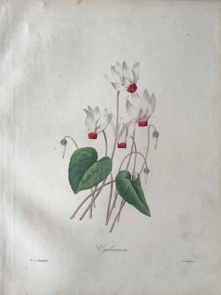 Produktbild Redouté. Cyclamen.