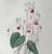 Produktminiatur Redouté. Cyclamen.