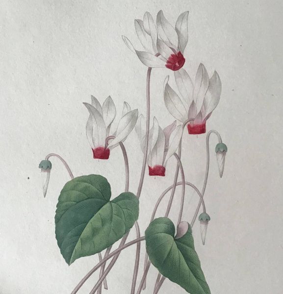 Produktbild Redouté. Cyclamen.