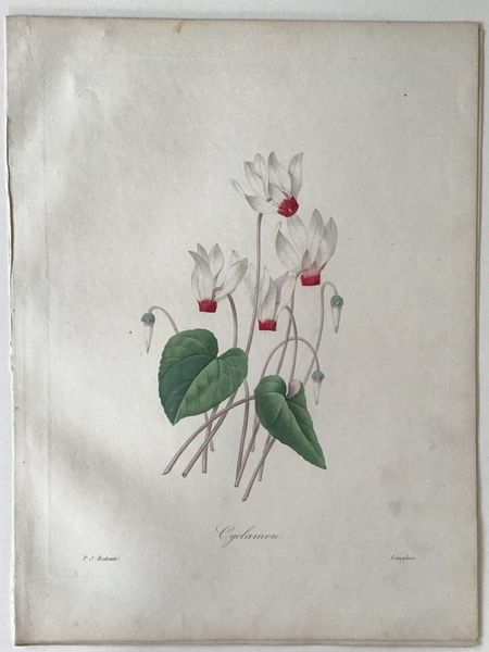 Produktbild Redouté. Cyclamen.