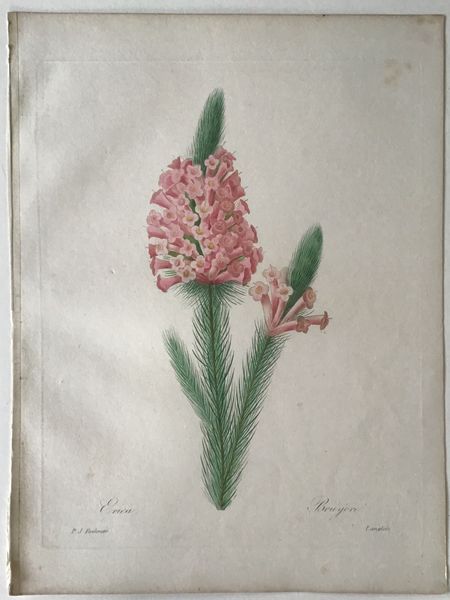 Product image Redouté. Erica. Bruyère.