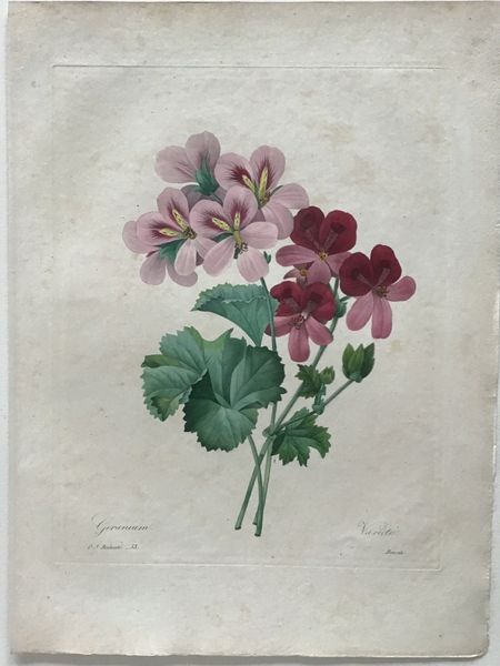 Productafbeelding Redouté. Géranium. Variété.
