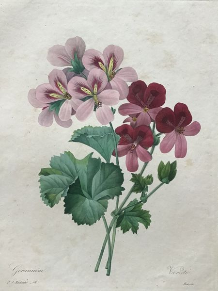 Productafbeelding Redouté. Géranium. Variété.