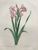 Product Redouté. Glaïeul couleur de laque. Gladiolus Lacatus. miniatuur