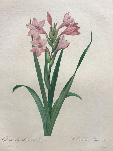 Productafbeelding Redouté. Glaïeul couleur de laque. Gladiolus Lacatus.